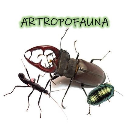 Artropofauna